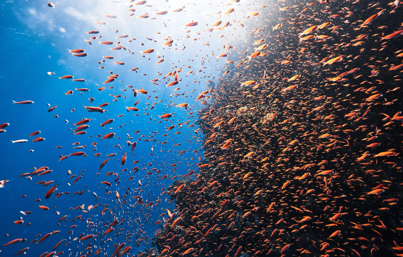 Фото обои life, marine, reefs, abundance, diverse