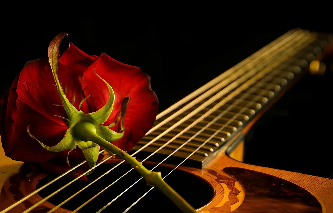 Фото обои музыка, роза, гитара