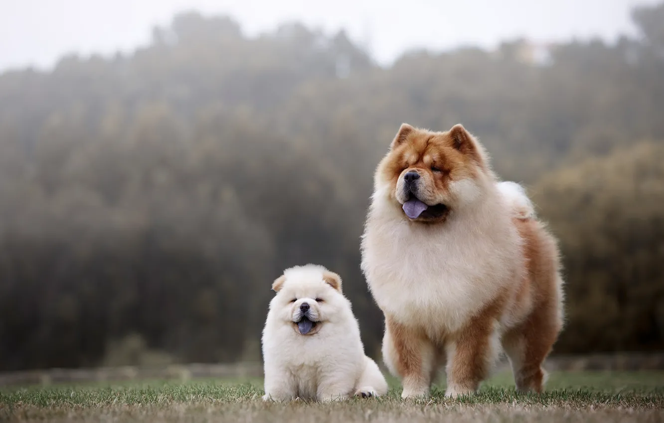 Фото обои собаки, две, щенок, мама, чау-чау