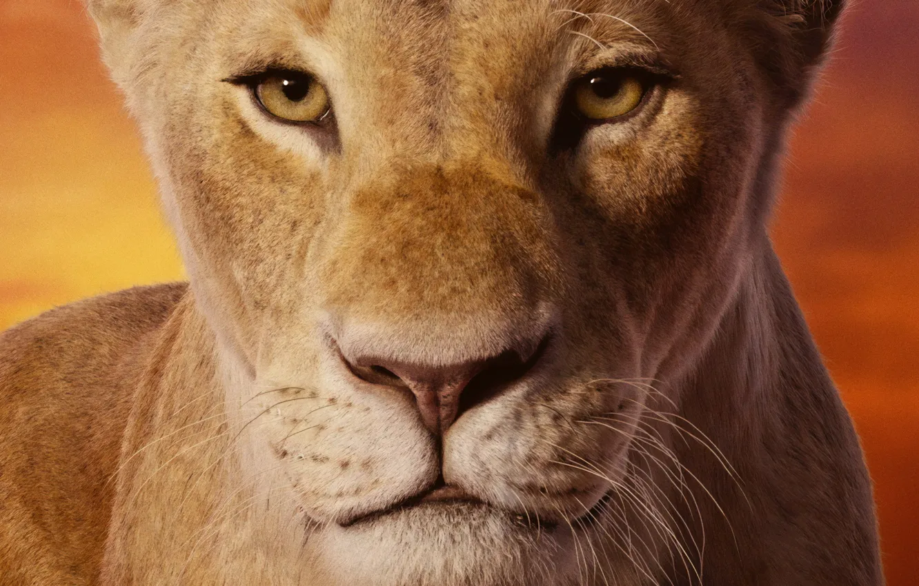 Фото обои взгляд, морда, львица, Король Лев, The Lion King