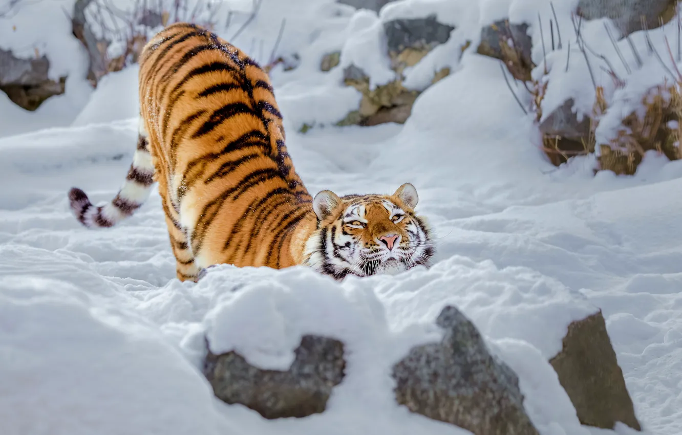 Фото обои зима, снег, дикая кошка, тигрица, потягушки