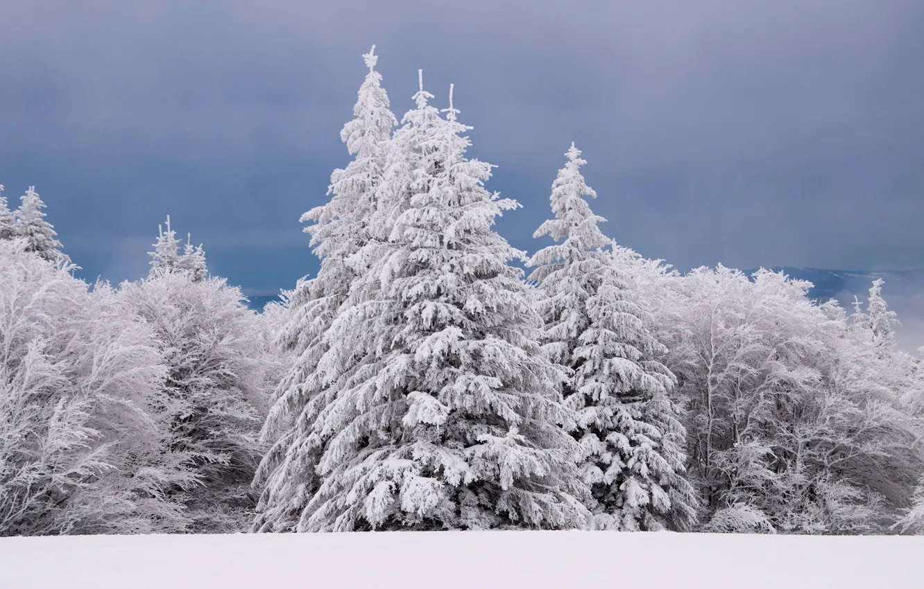 Фото обои зима, иней, лес, небо, облака, снег, деревья, природа