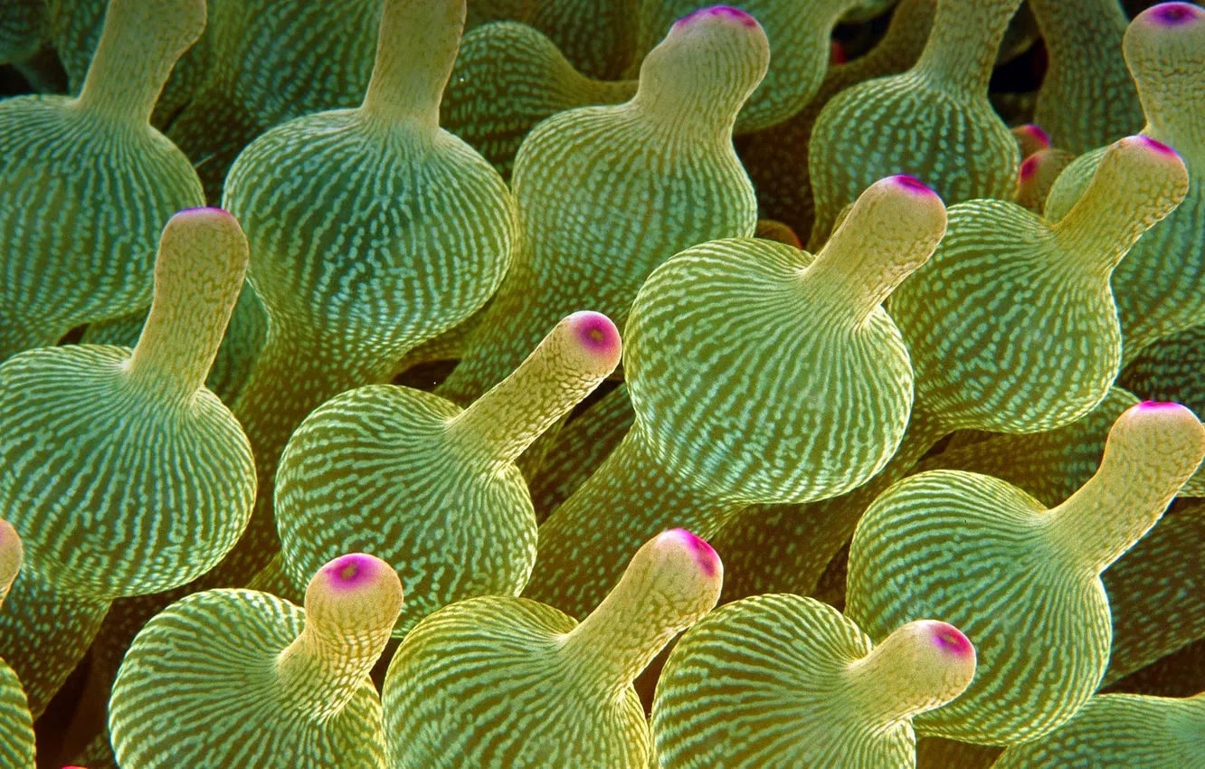 Фото обои Австралия, Большой Барьерный Риф, актиния пузырчатая