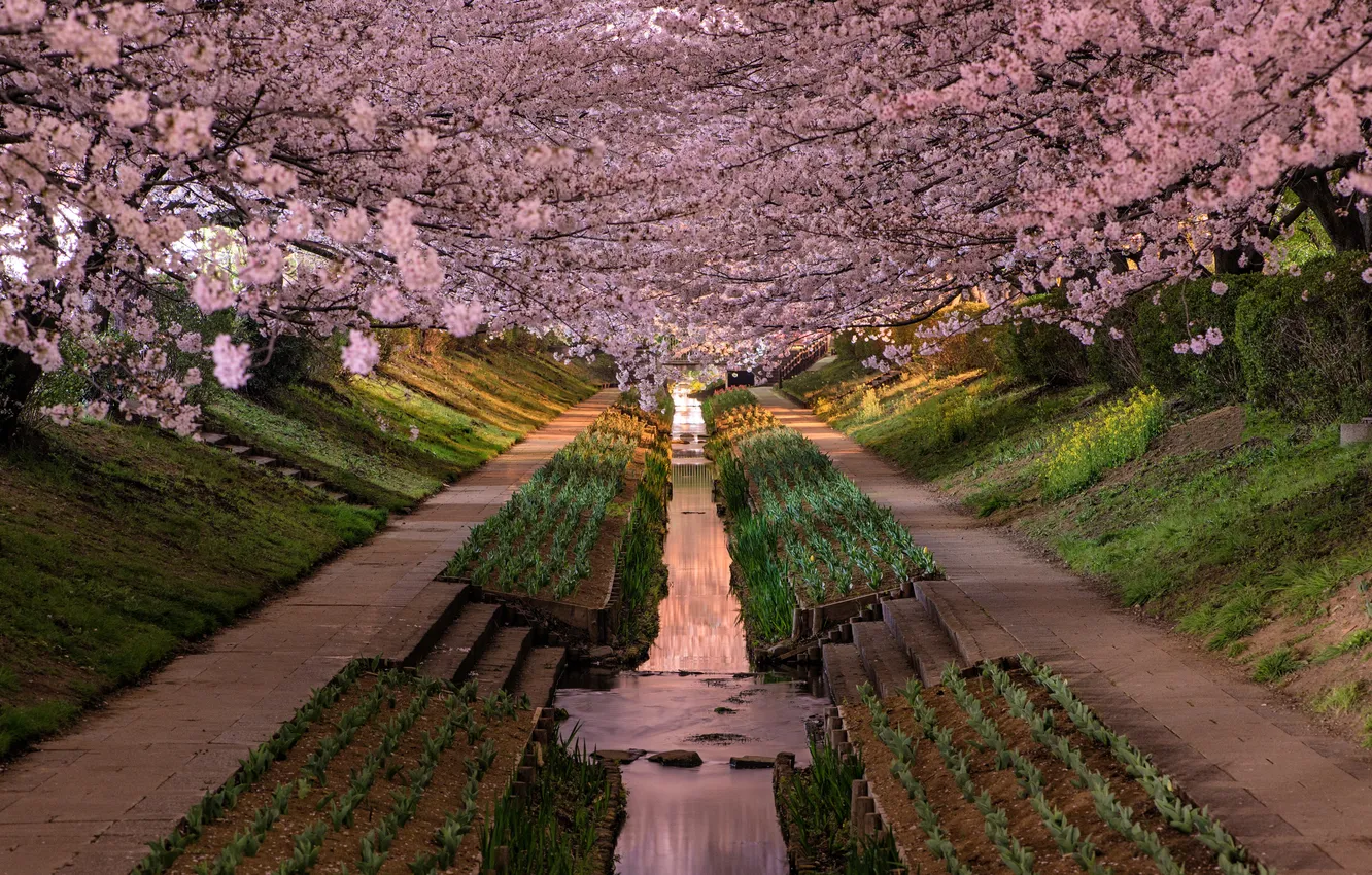 Фото обои деревья, пейзаж, природа, парк, ручей, Япония, сакура, Japan