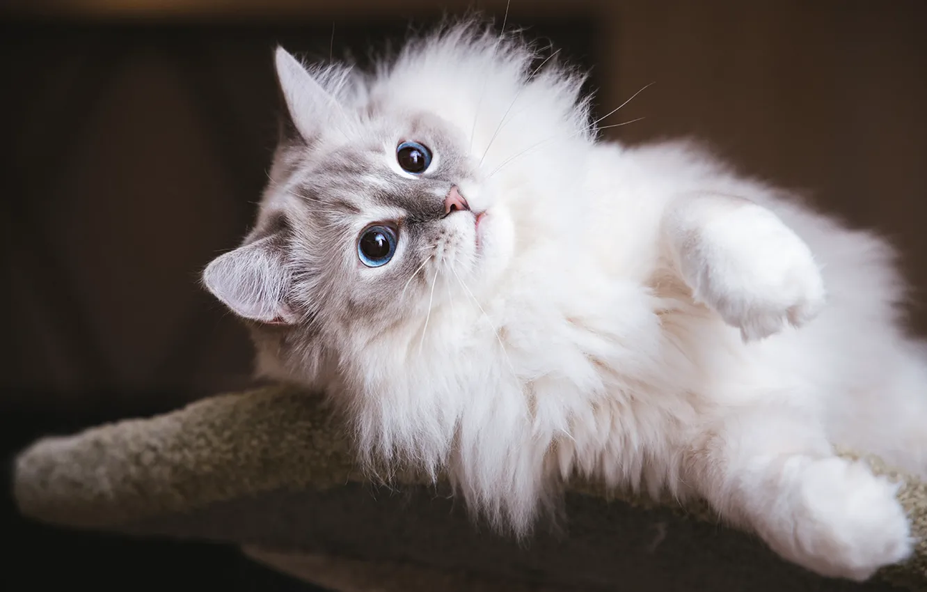 Фото обои кошка, кот, взгляд, поза, мордашка