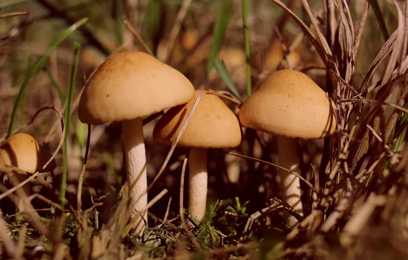 Фото обои forest, plant, mashroom