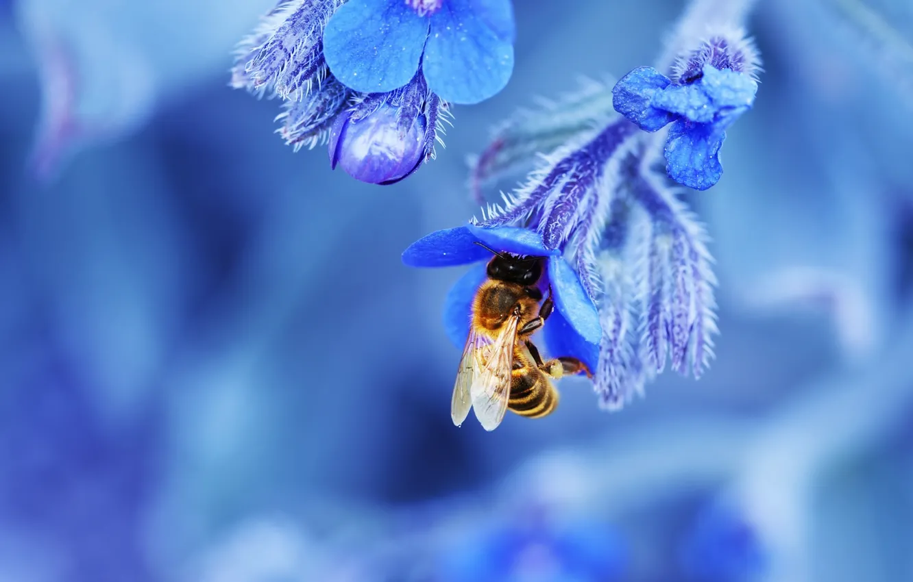 Фото обои цветок, природа, пчела, лепестки, насекомое