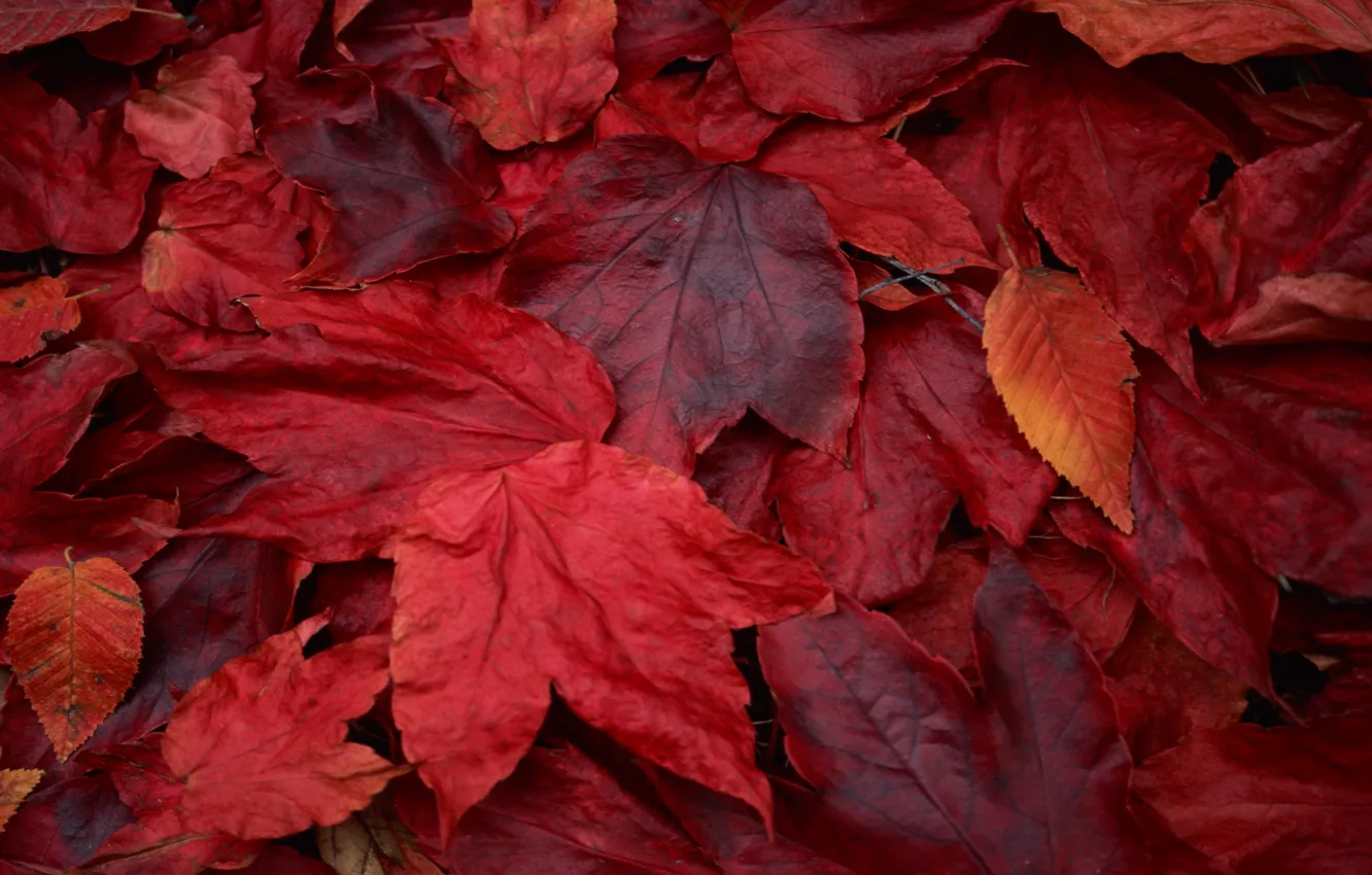 Фото обои red, leaves, maple