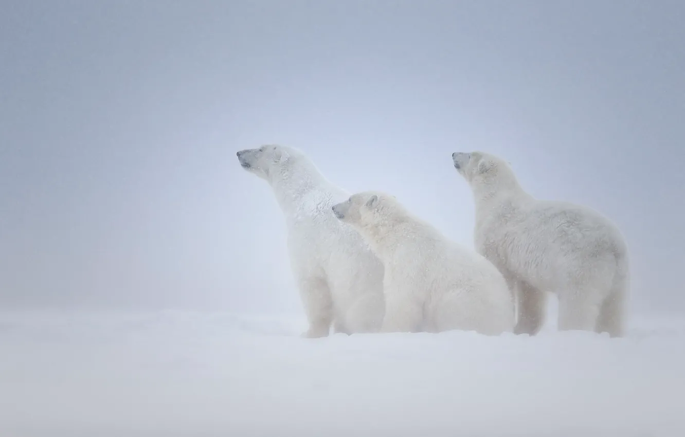 Фото обои снег, семья, медведи, три, белые, вьюга