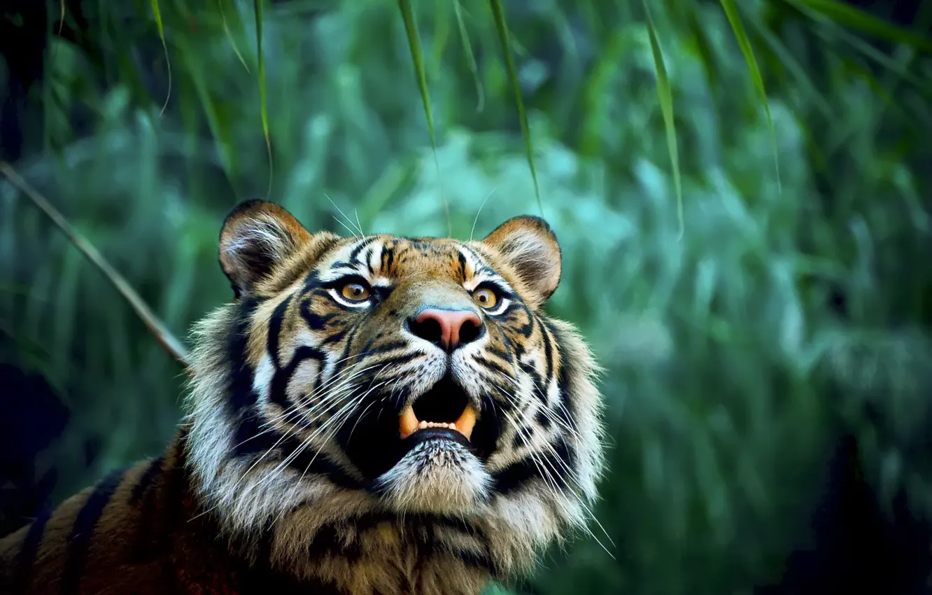 Фото обои тигр, хищник, джунгли, пасть, клыки