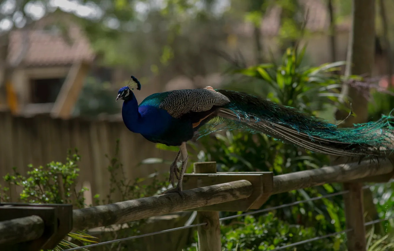 Фото обои цвет, павлин, окрас, перышко