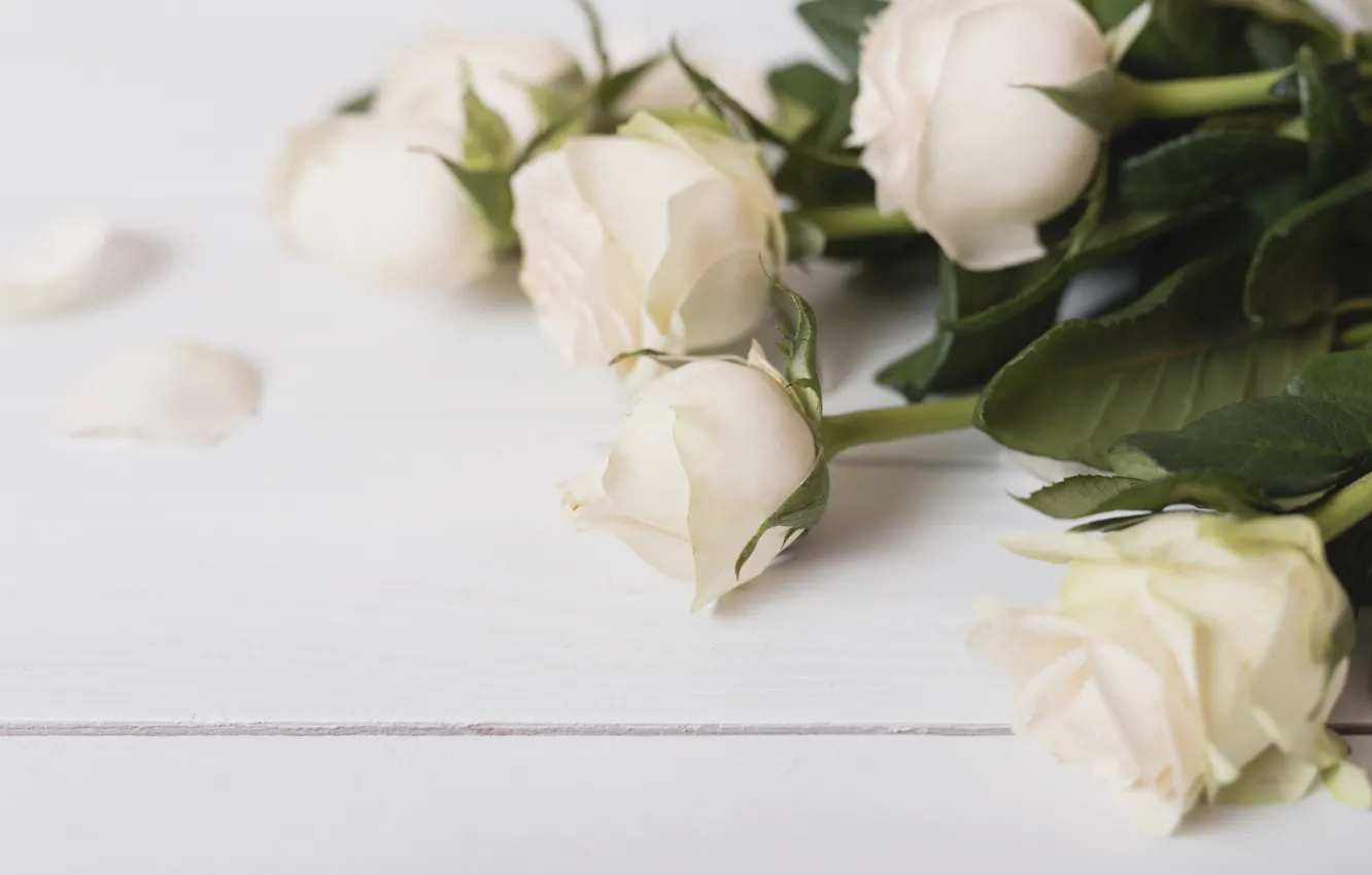 Фото обои цветы, розы, лепестки, white, белые, wood, flowers, petals