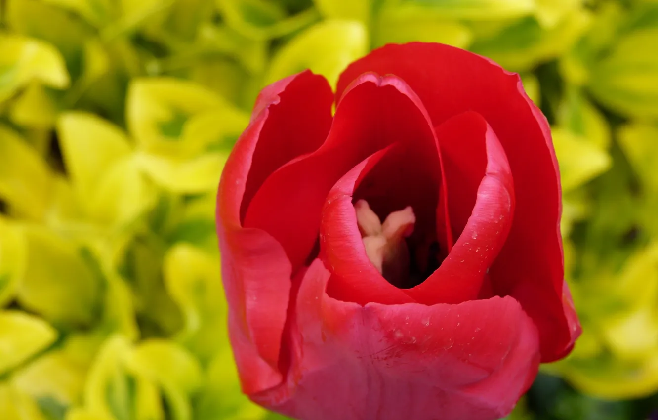Фото обои макро, красный, весна, Тюльпан, red, macro, spring, tulip