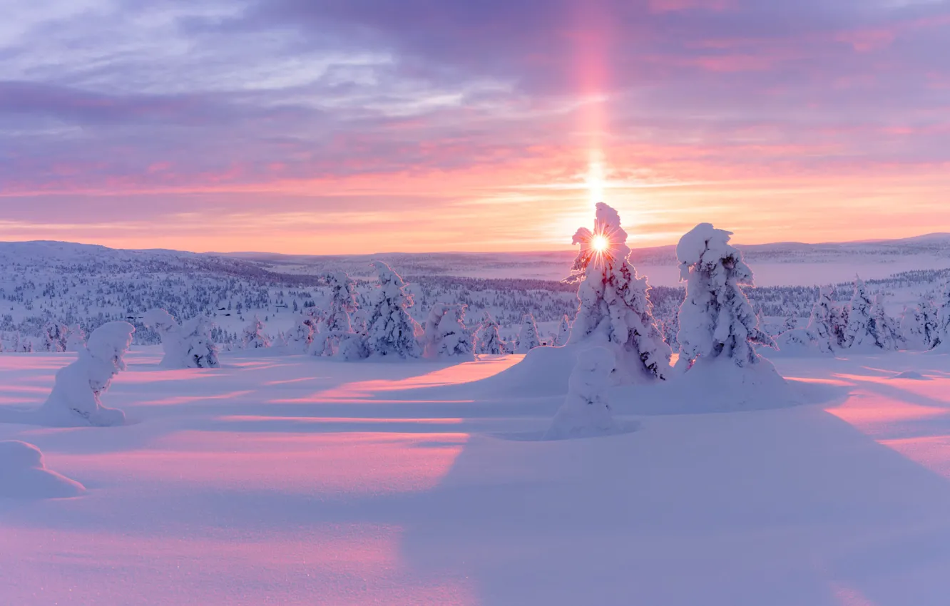 Фото обои Закат, Солнце, Зима, Снег, Ёлки