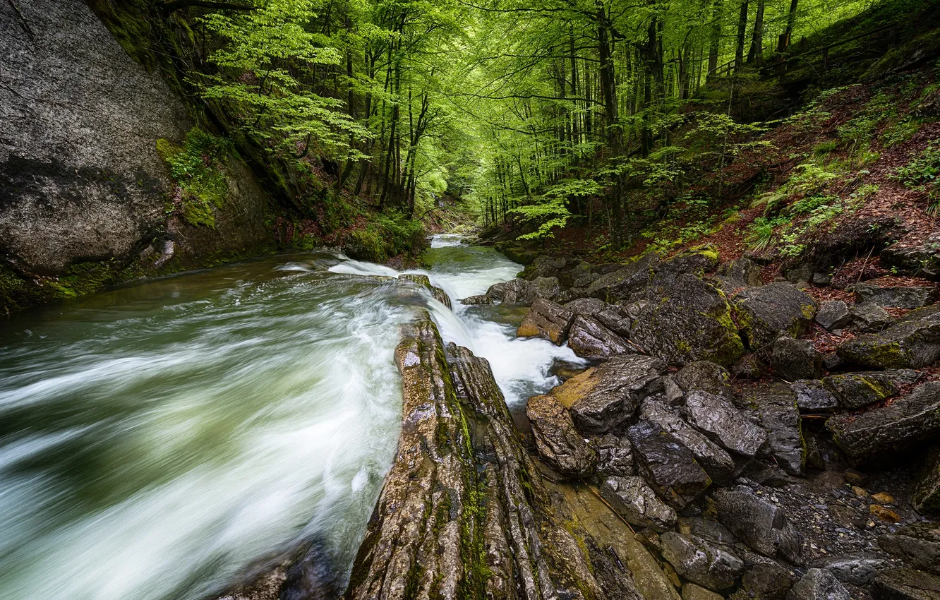 Фото обои лес, деревья, река, камни, скалы, поток