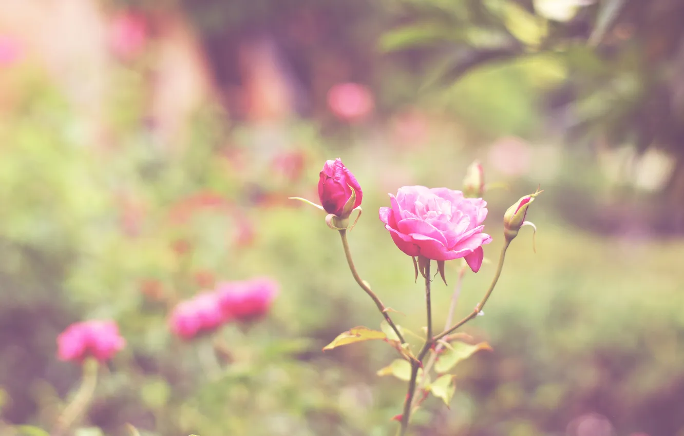 Фото обои цветок, розовая, роза, лепестки, бутон