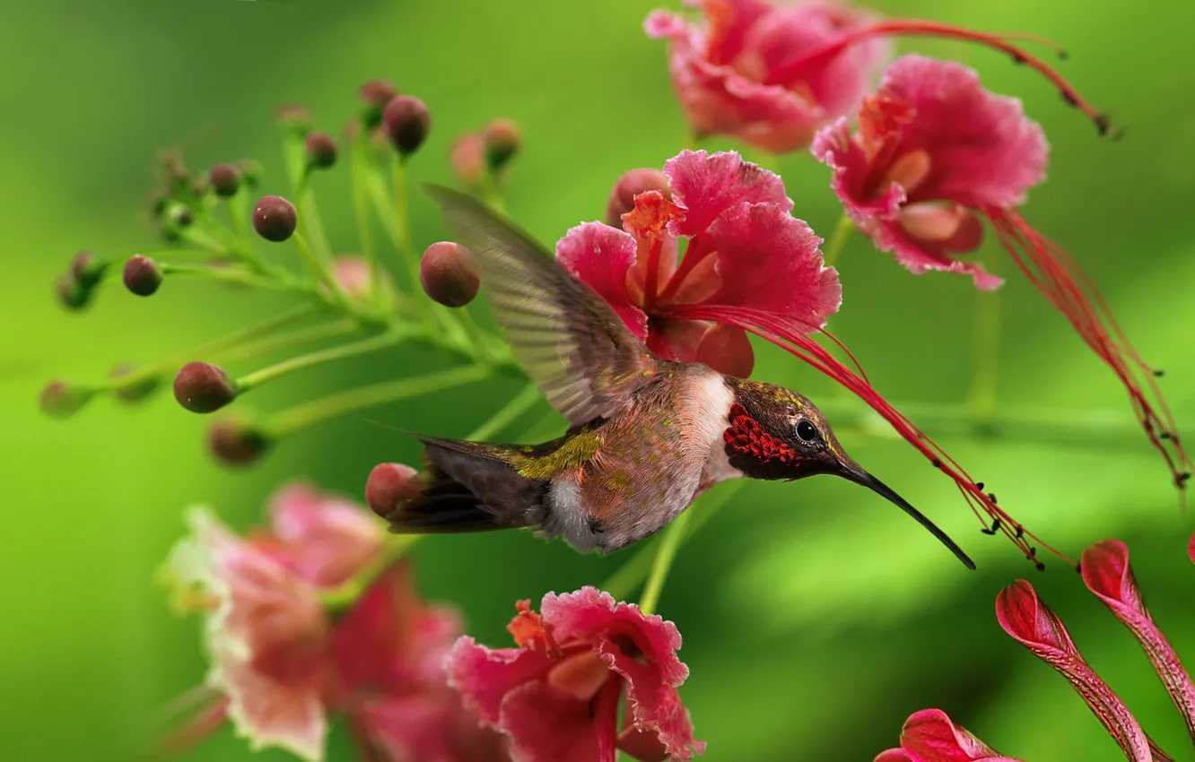 Фото обои цветы, птица, колибри