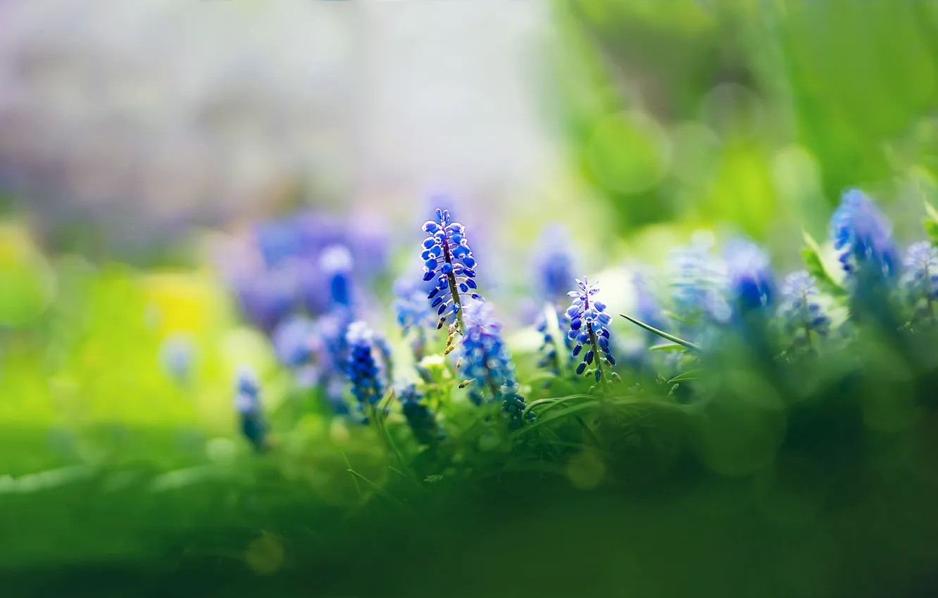 Фото обои трава, цветы, фокус, синие, мускари