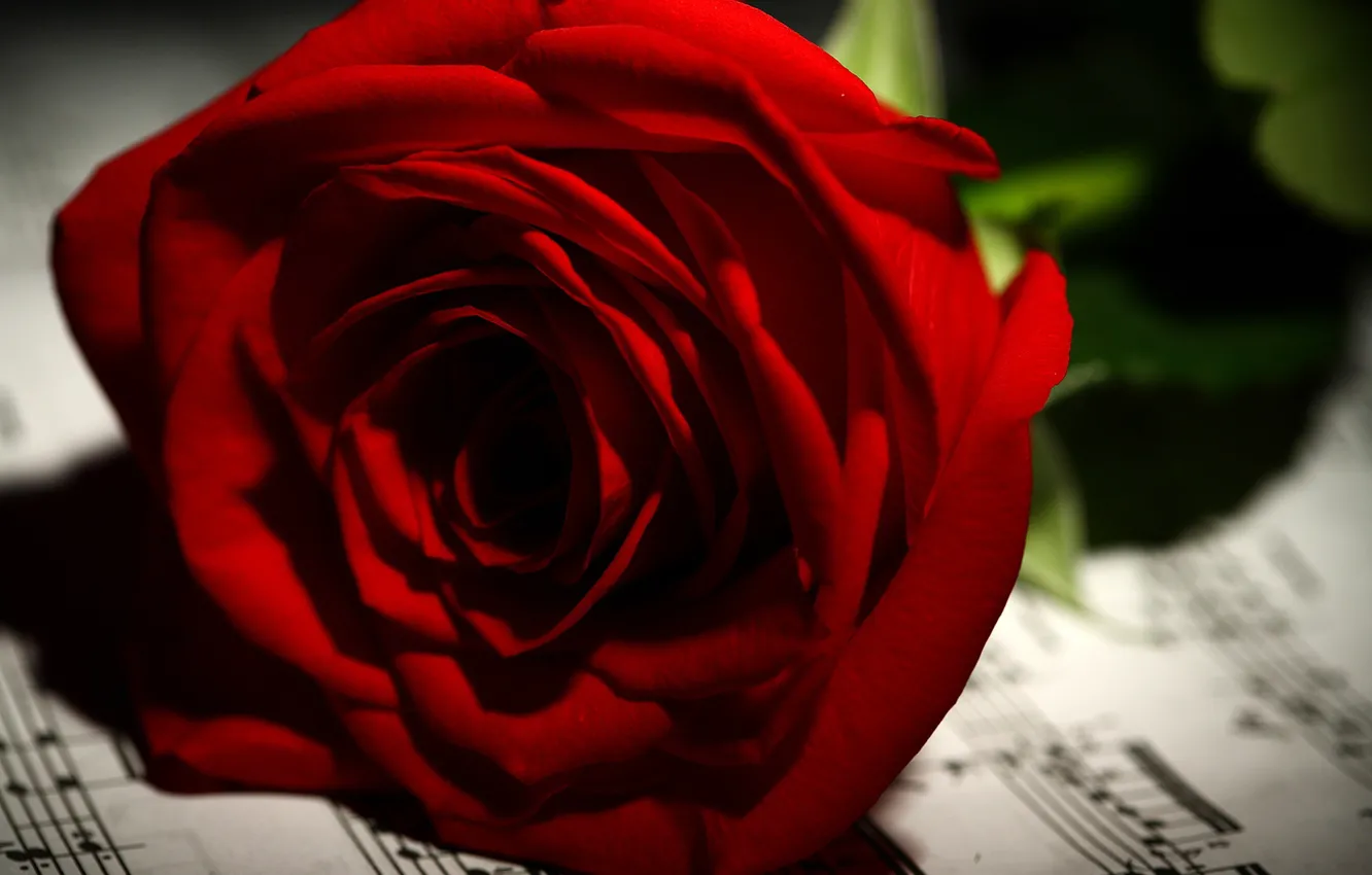 Фото обои цветы, красный, ноты, розы, боке, крупным планом