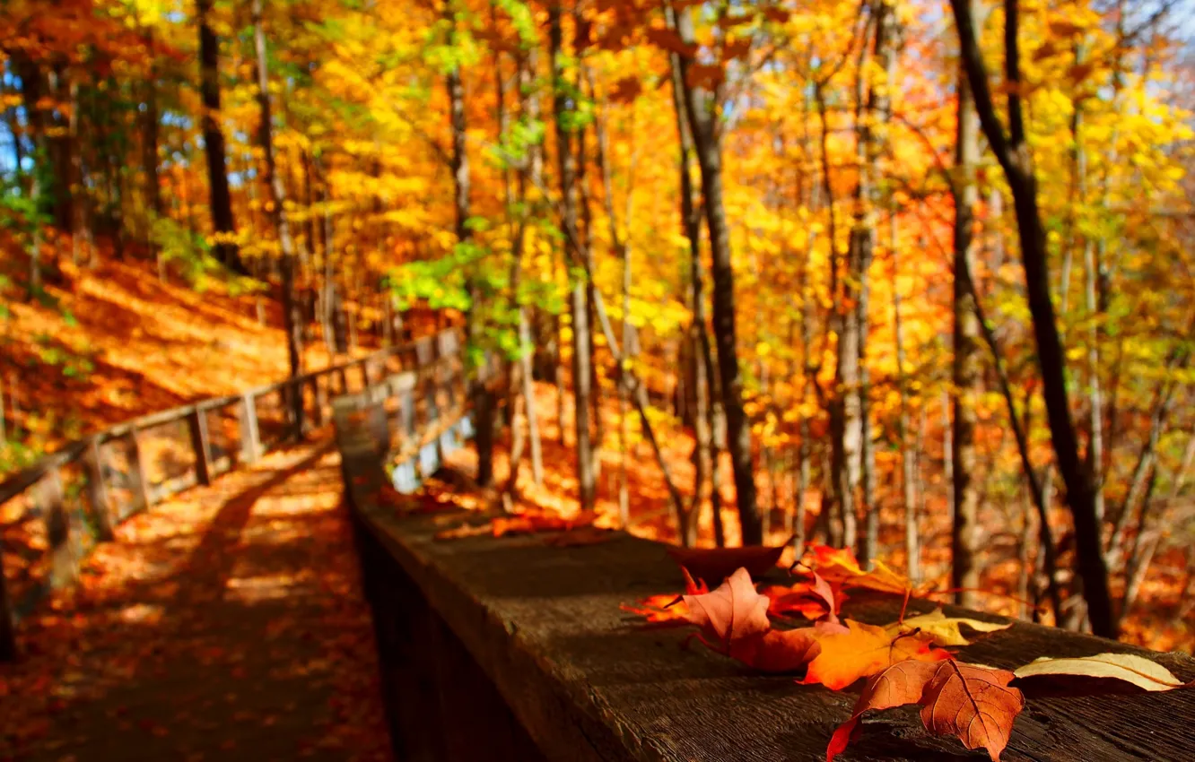 Фото обои дорога, листья, Осень, размытость
