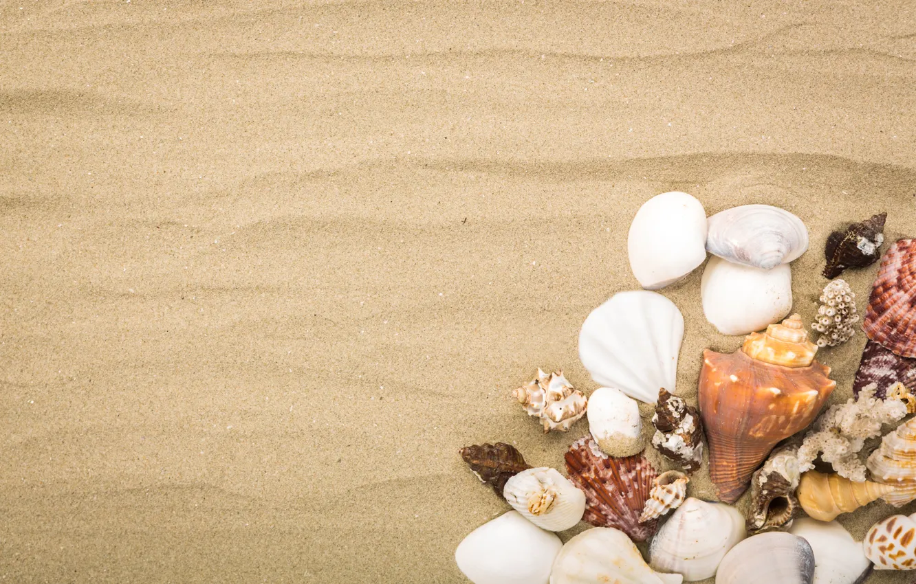 Фото обои песок, пляж, природа, ракушки, маре