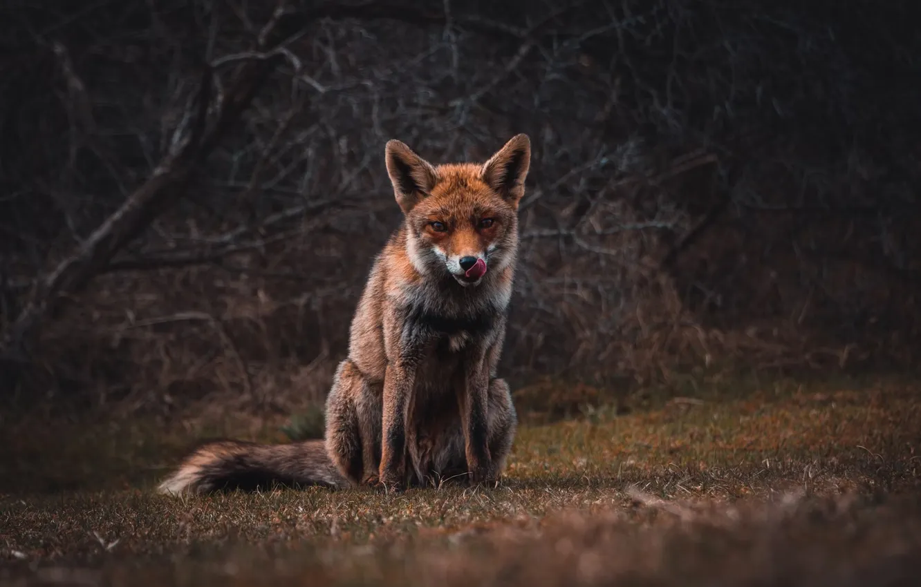 Фото обои fox, animal, wildlife, red fox