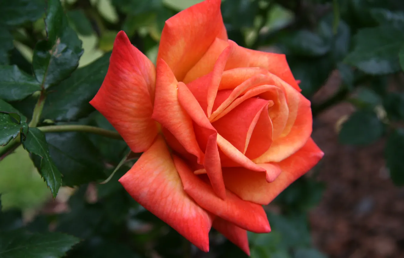 Фото обои роза, оранжевая, Rose, orange, боке, bokeh