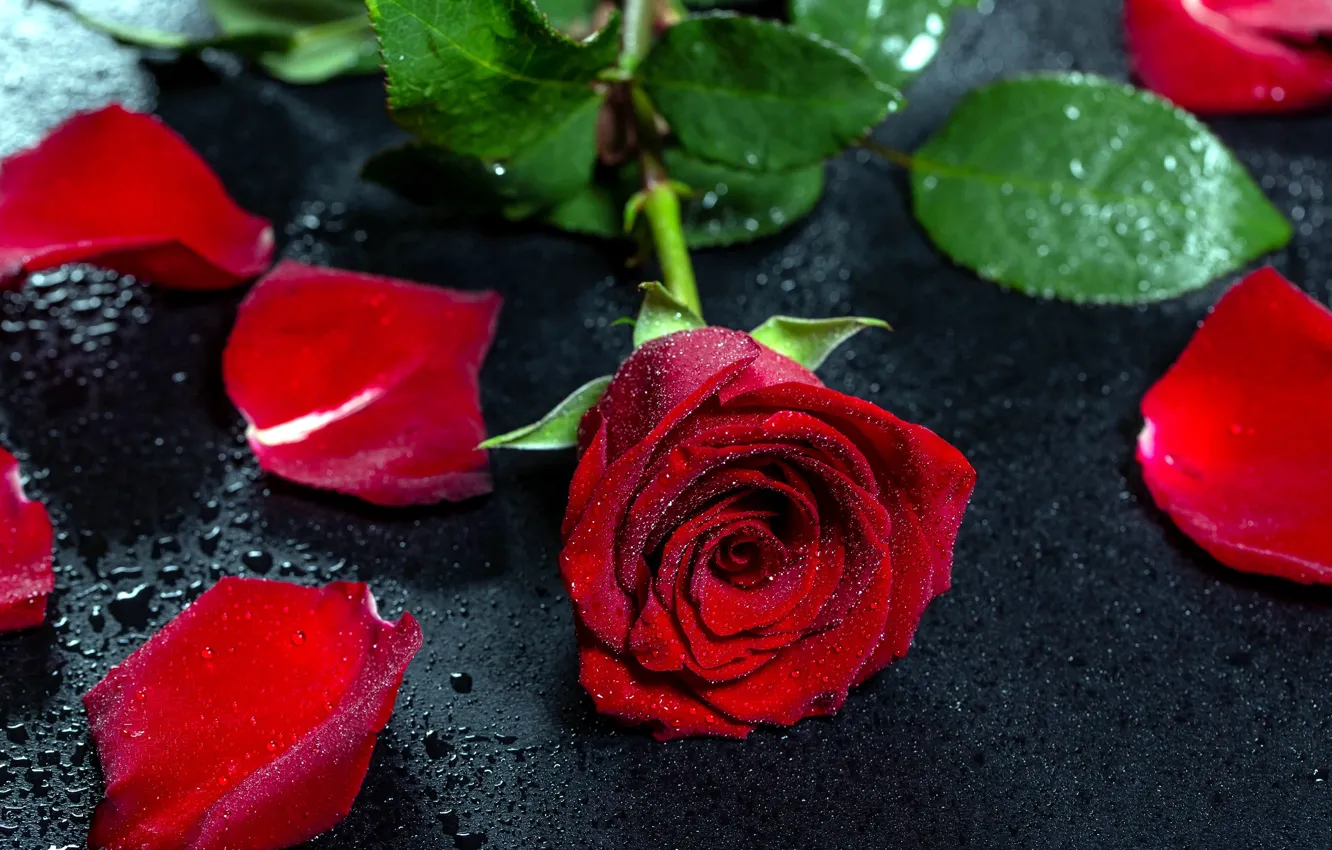 Фото обои капли, роза, красная