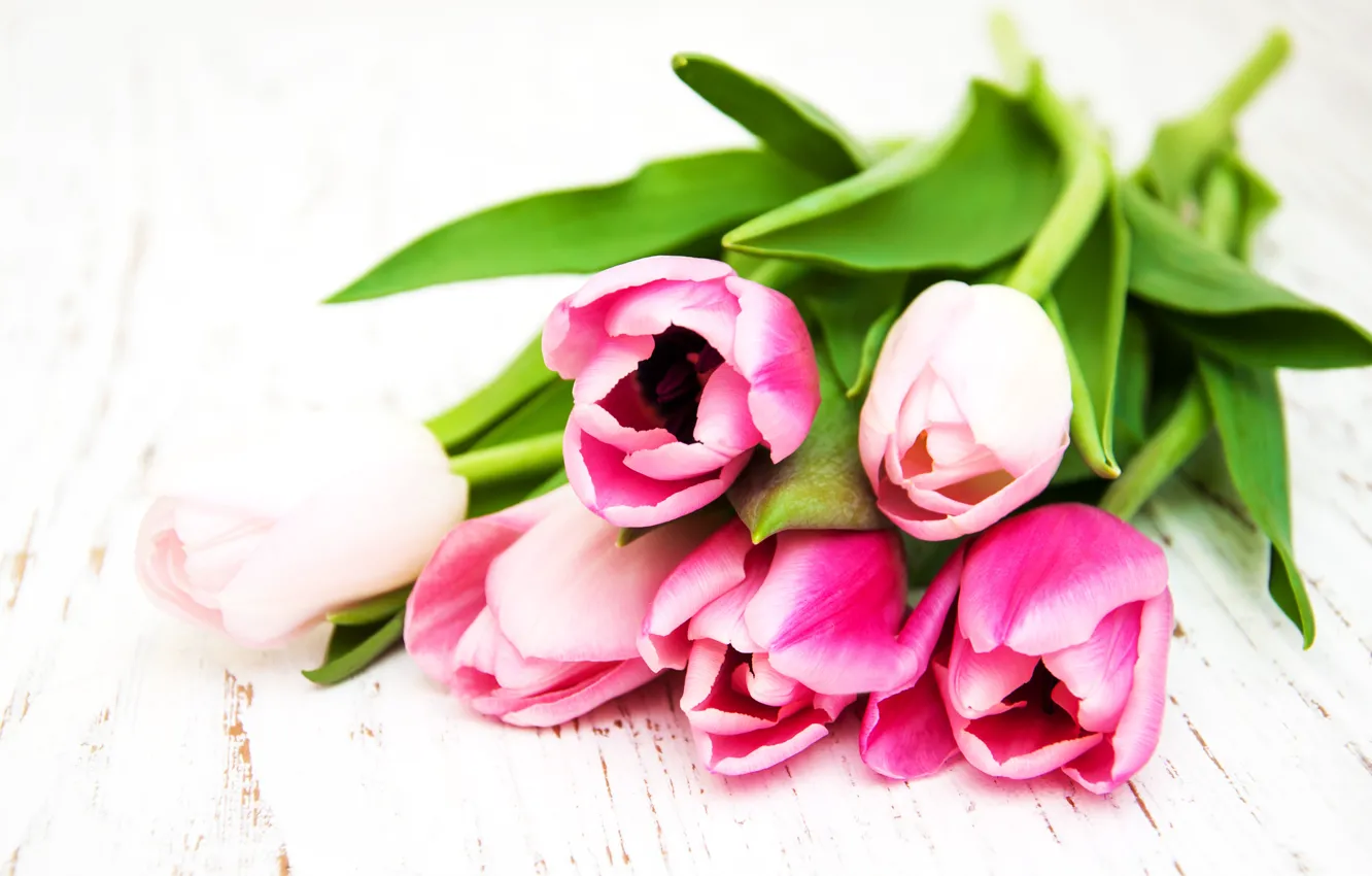 Фото обои цветы, букет, тюльпаны, розовые, wood, pink, flowers, tulips