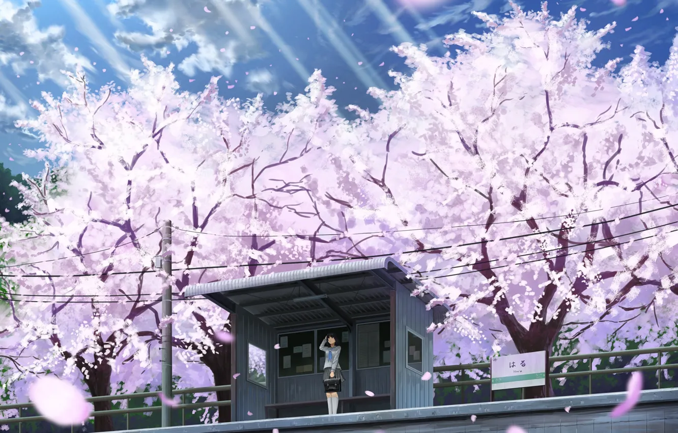 Фото обои девушка, весна, сакура, цветение