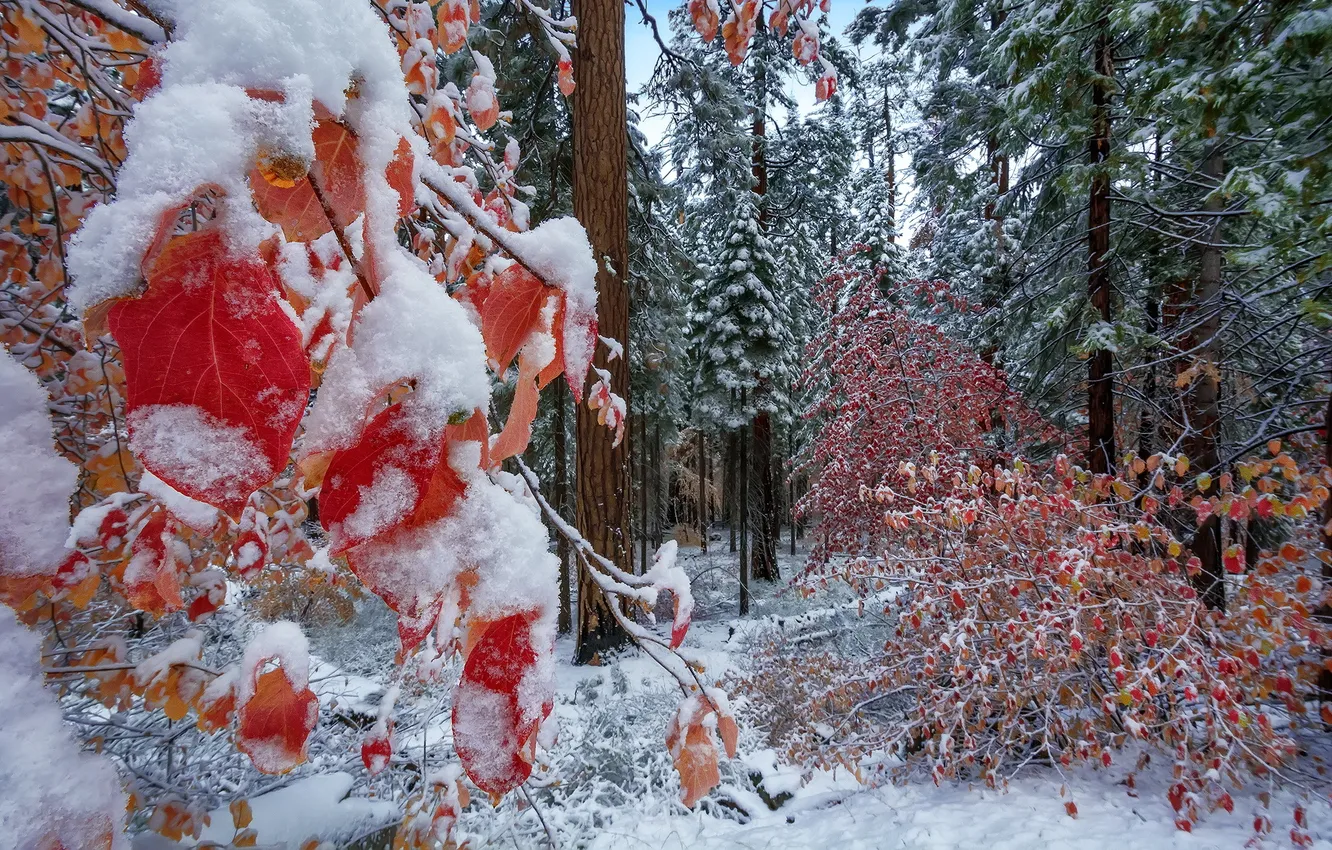 Фото обои лес, природа, Autumn Snow