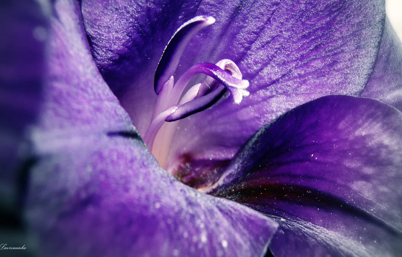 Фото обои фиолетовый, цветы, весна, цветение