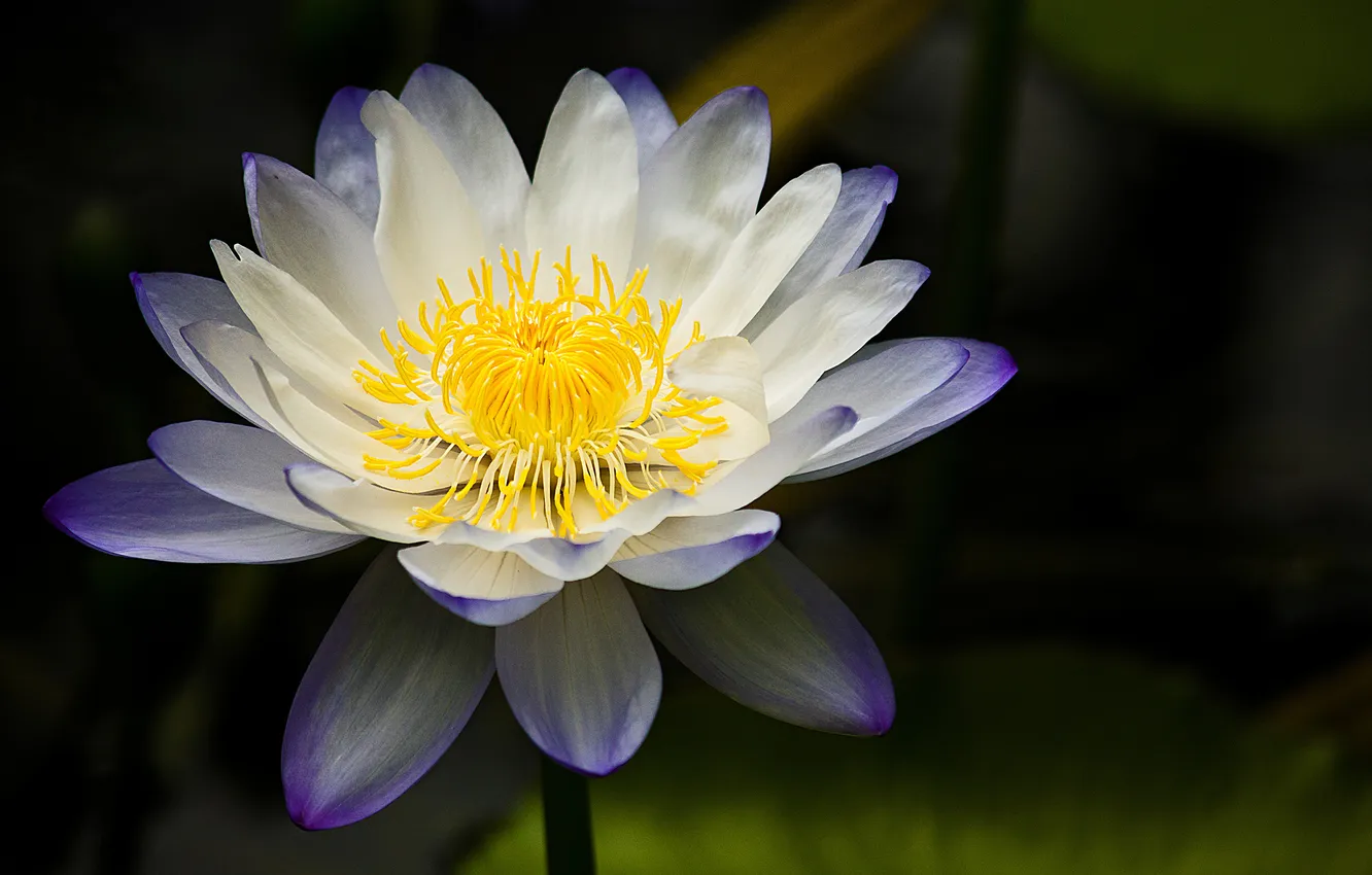 Фото обои фон, лилия, водяная, бело-сиреневая