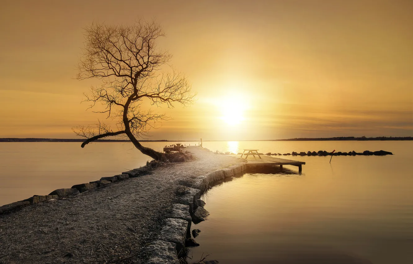 Фото обои море, камни, дерево, Закат, весна