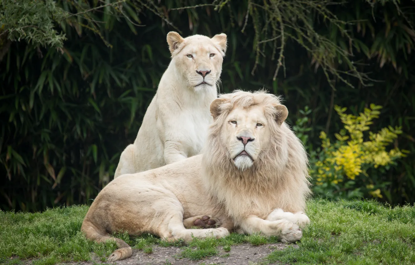 Фото обои трава, кошки, лев, пара, львица, белые львы