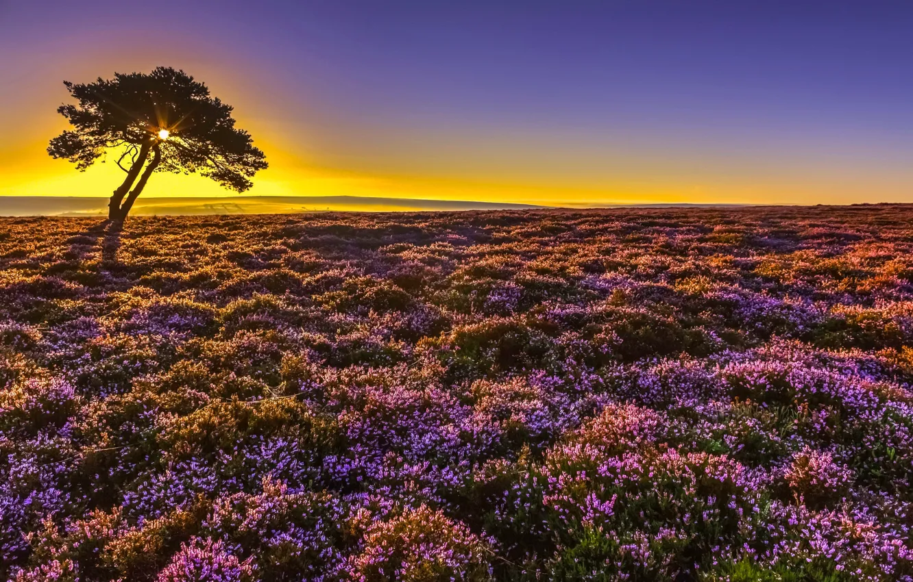 Фото обои восход, дерево, рассвет, Англия, утро, England, Северный Йоркшир, вереск