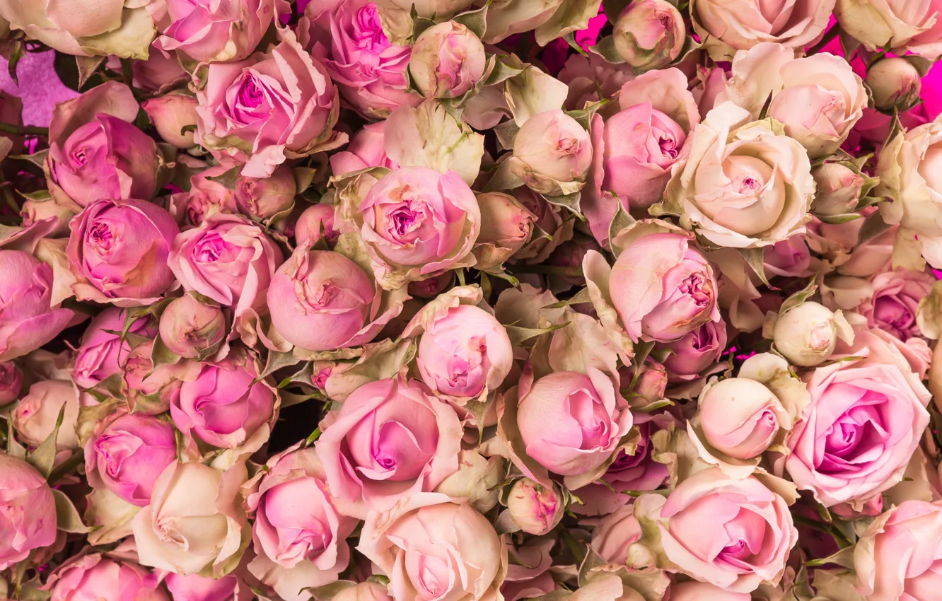 Фото обои цветы, розы, розовые, бутоны, pink, flowers, beautiful, romantic