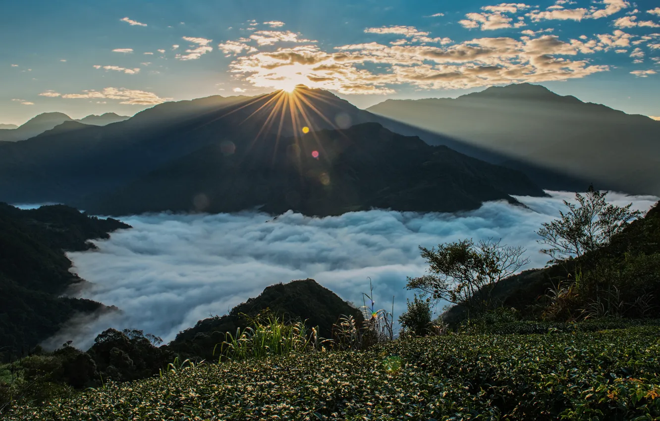 Фото обои солнце, облака, горы, туман, рассвет, растительность, склоны, высота