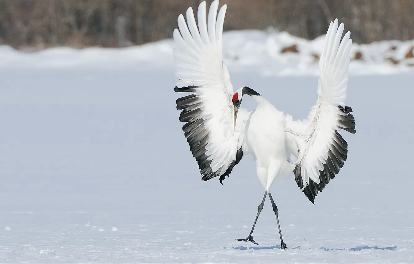 Фото обои зима, снег, птица, крылья, танец, японский журавль
