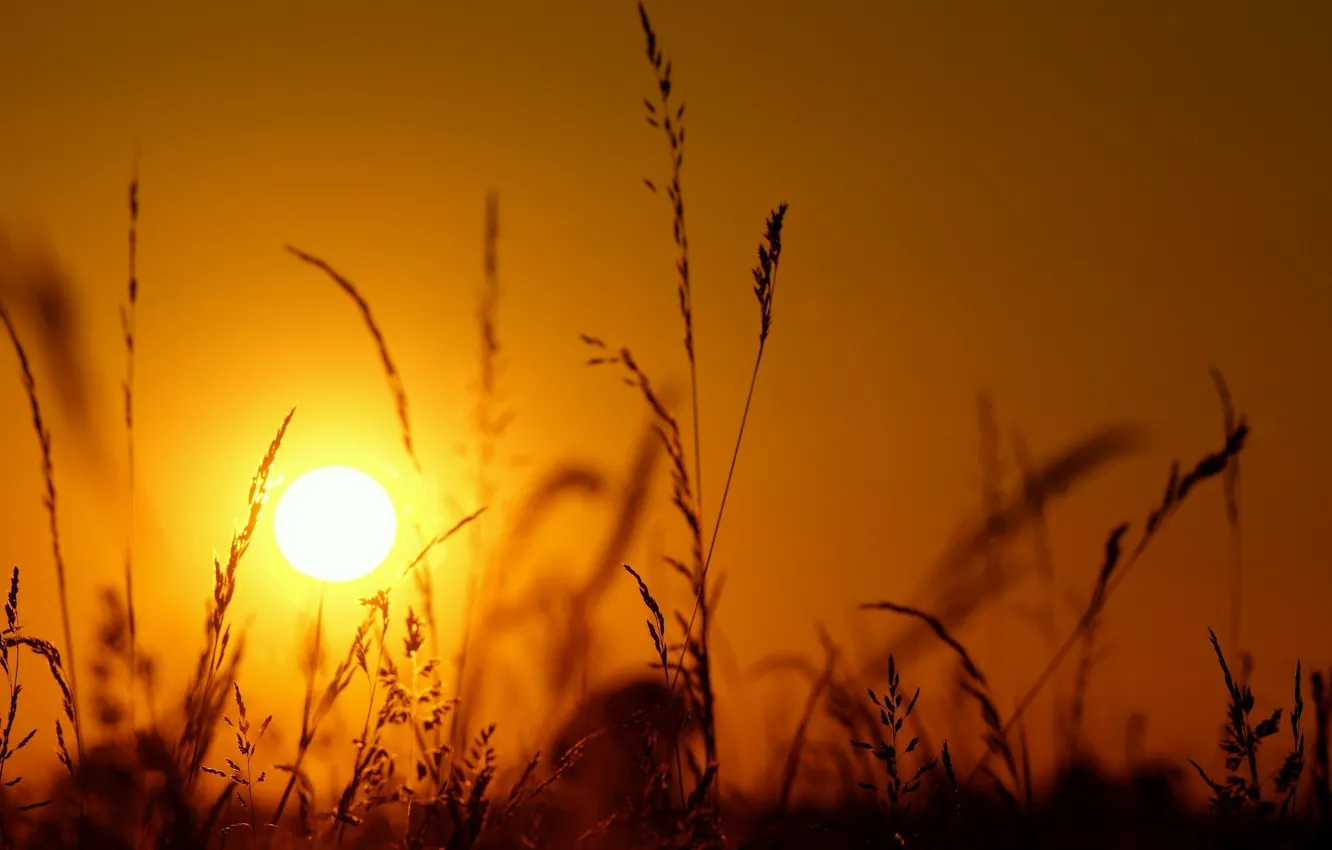 Фото обои трава, солнце, макро, свет, закат, колоски, силуэт