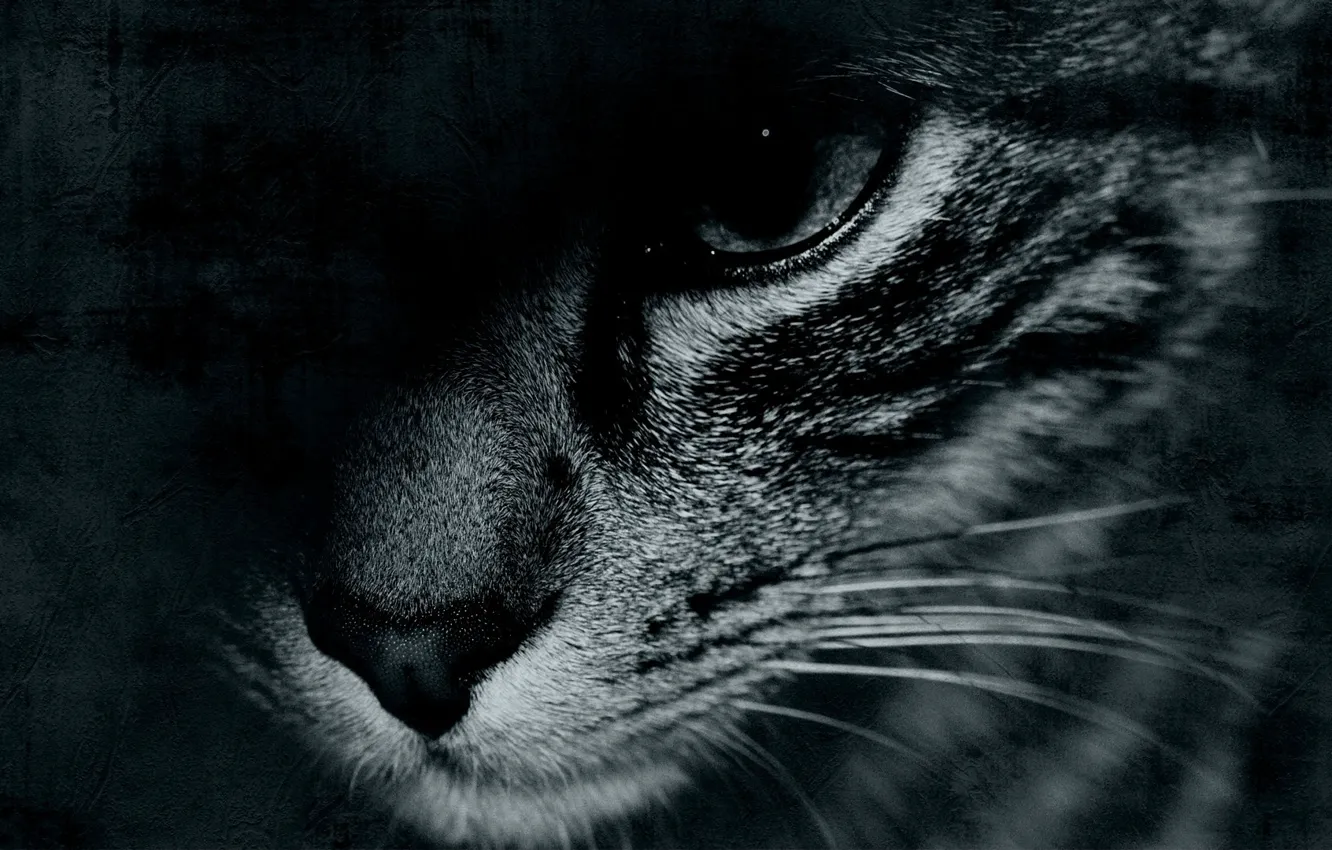Фото обои кошка, кот, взгляд, black & white, черный, black, полосатый, смотрит