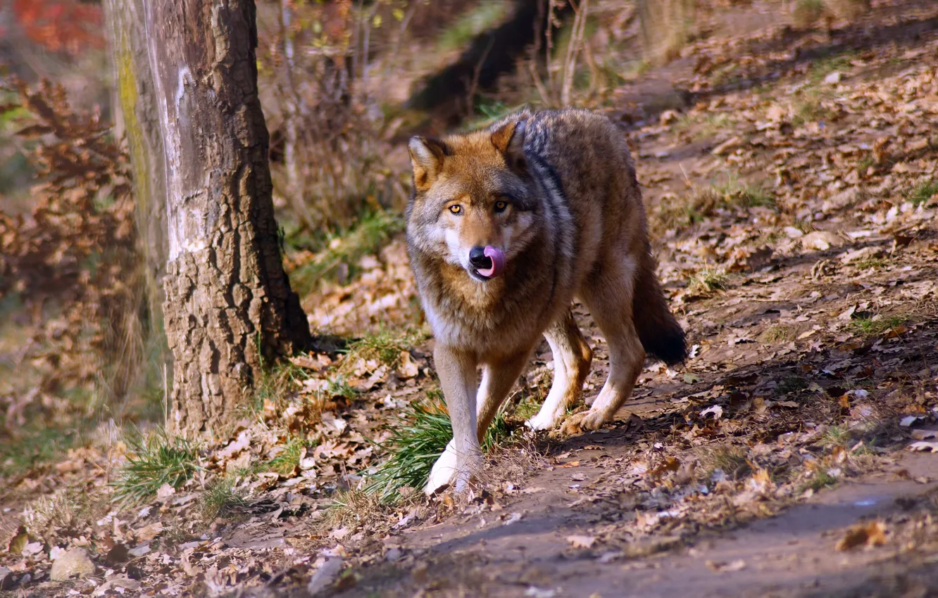 Фото обои лес, язык, взгляд, волк, прогулка