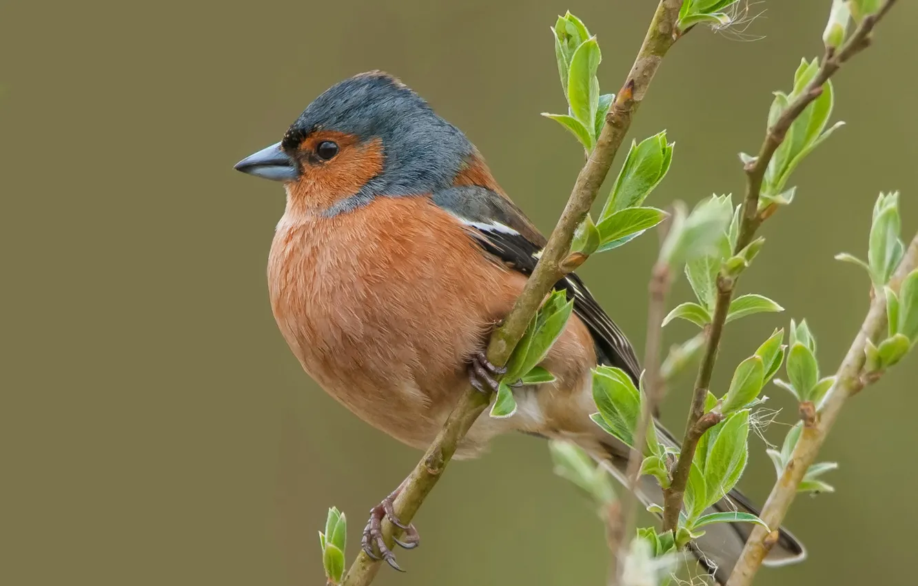 Фото обои листья, ветки, птица, клюв, зяблик