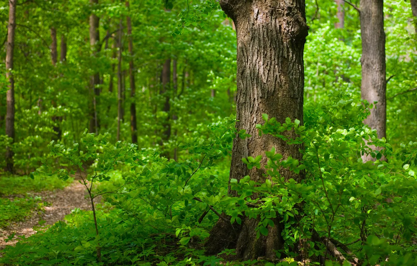 Фото обои зелень, лес, ветки, Деревья