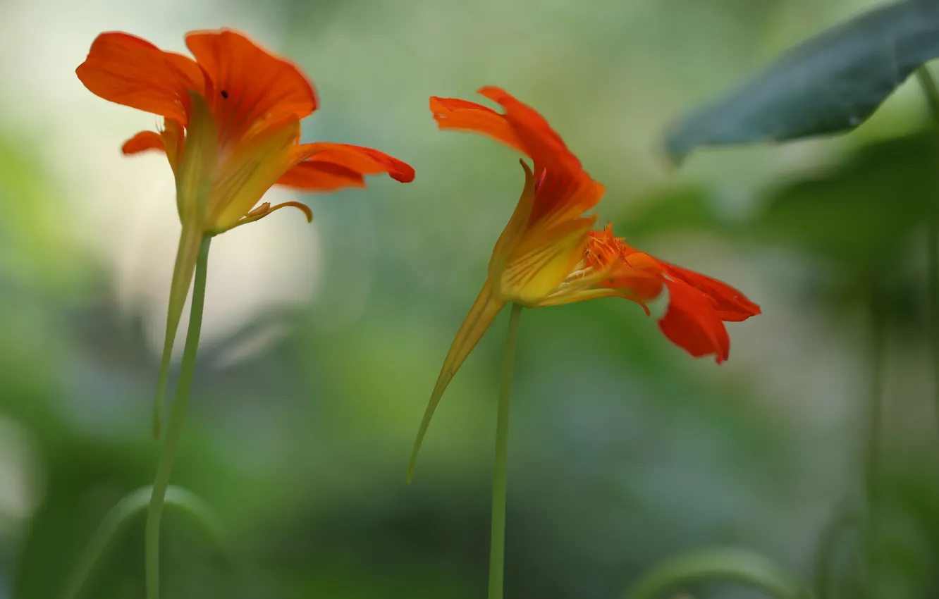 Фото обои цветы, фон, размытость, красно-оранжевые