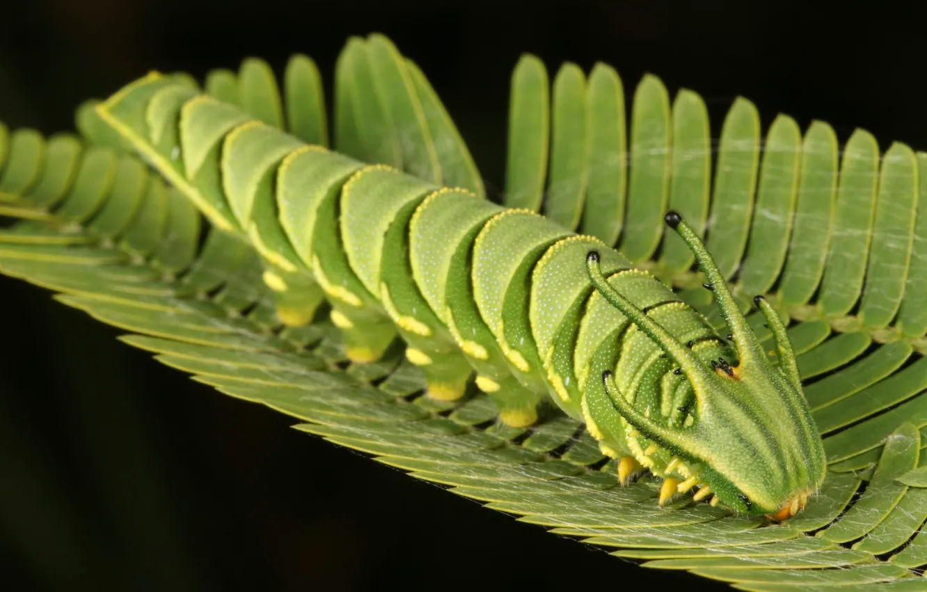 Фото обои листья, гусеница, фон, дракончик