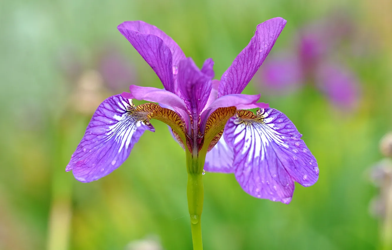 Фото обои макро, природа, лепестки, ирис
