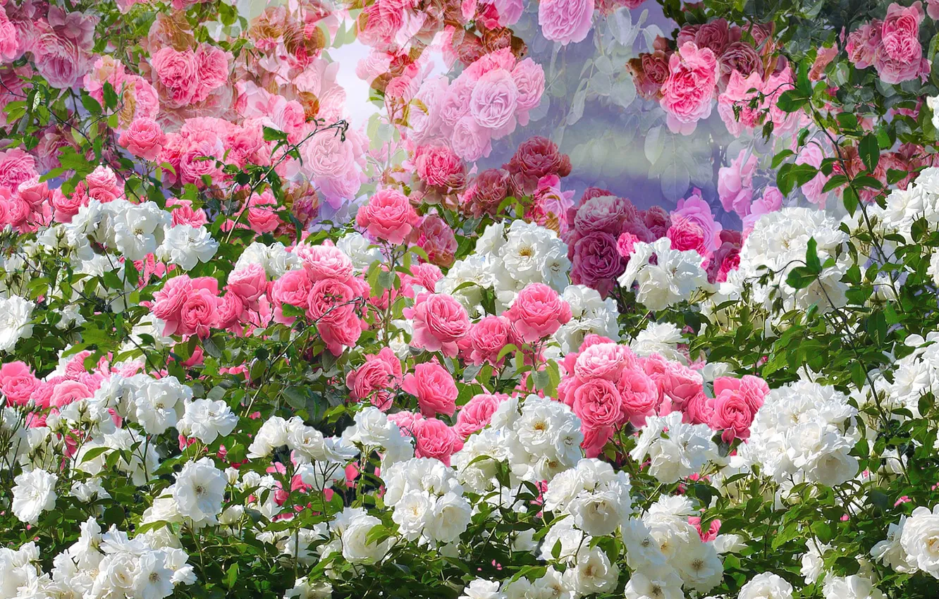 Фото обои różowe, kwiaty, róże, białe