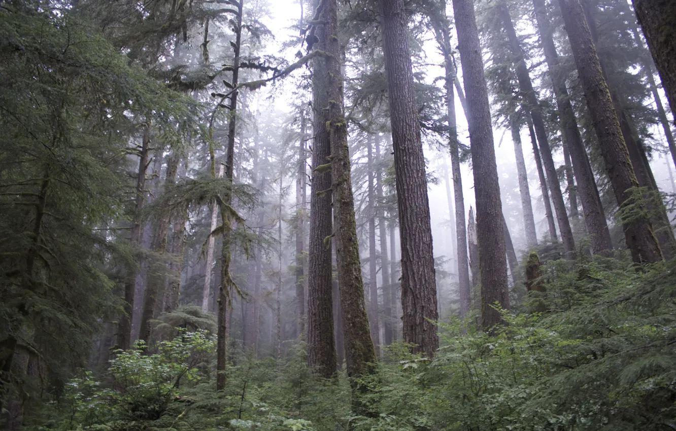 Фото обои лес, деревья, природа, туман, USA, США, Olympic National Park, Национальный парк Олимпик