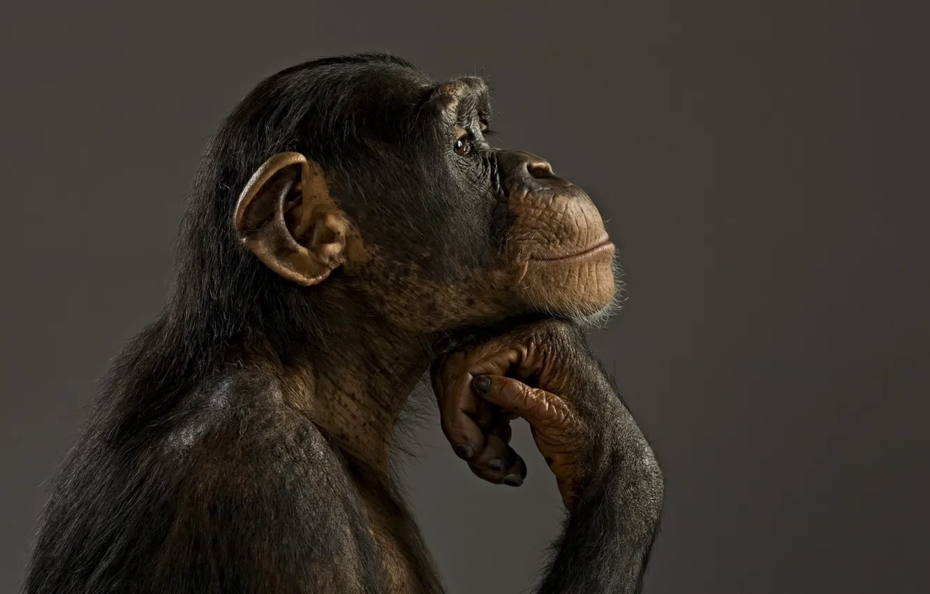Фото обои настроение, модель, обезьяна, шимпанзе